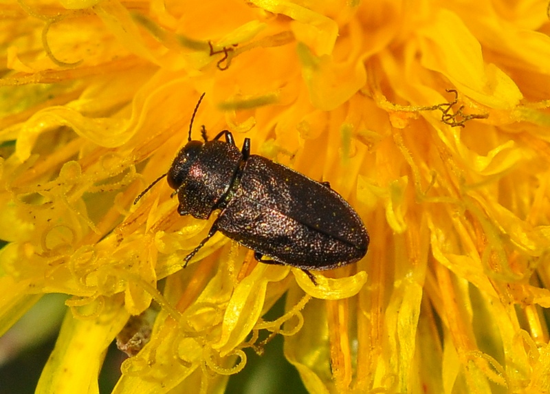 Anthaxia sp. (Buprestidae)